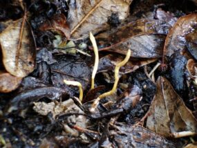 冬虫夏草の効能をご紹介！神秘の薬草「冬虫夏草」の生態・歴史・効果・研究最前線まで